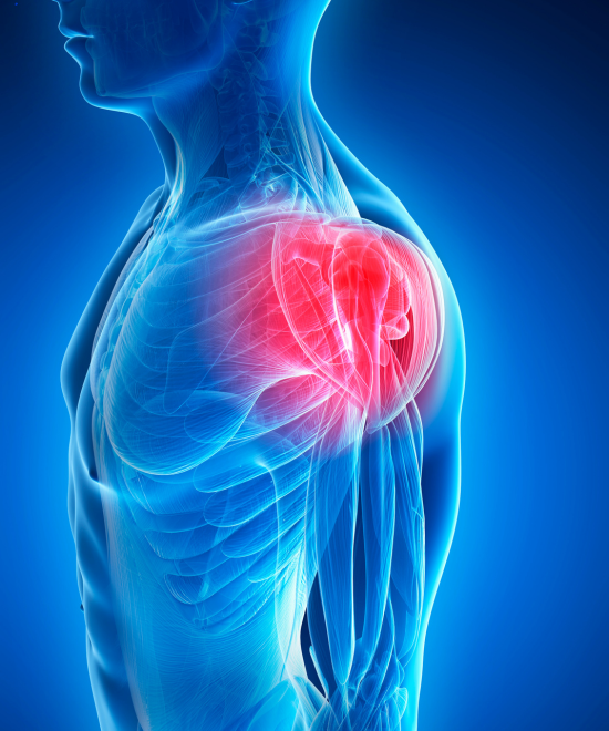 Schultergelenk in 3D.