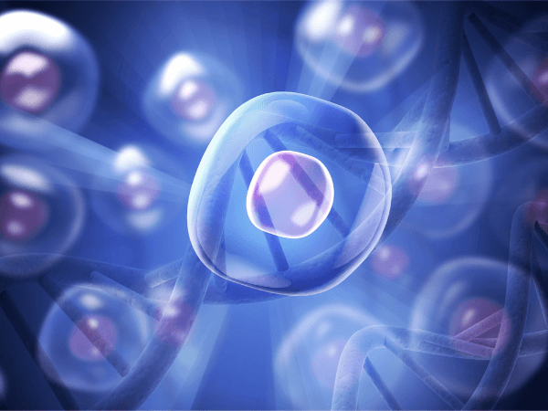 Darstellung einer Stammzelle in vergrößerter Ansicht.